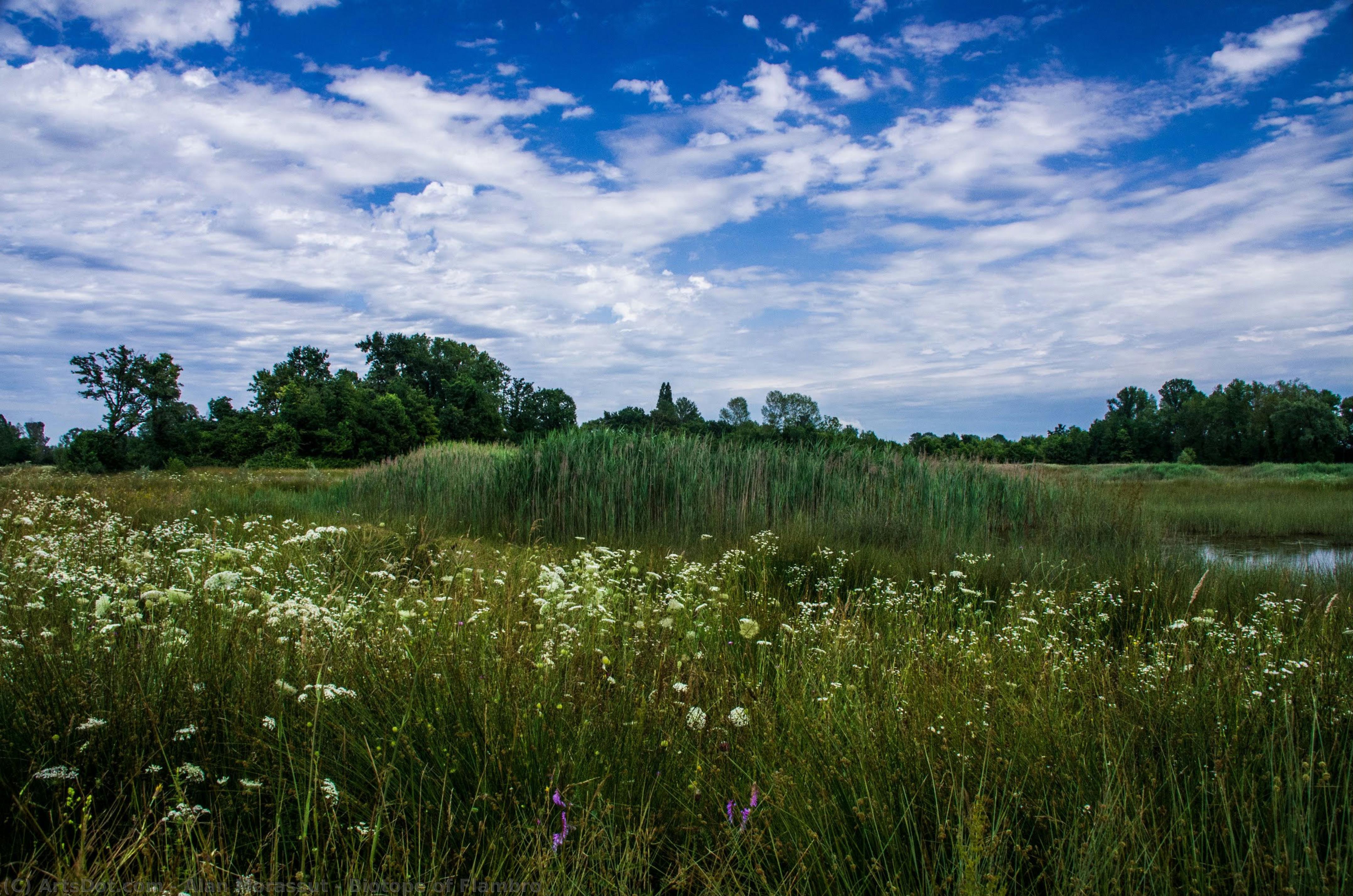 Biotope Of Flambro — Alan Morassut
