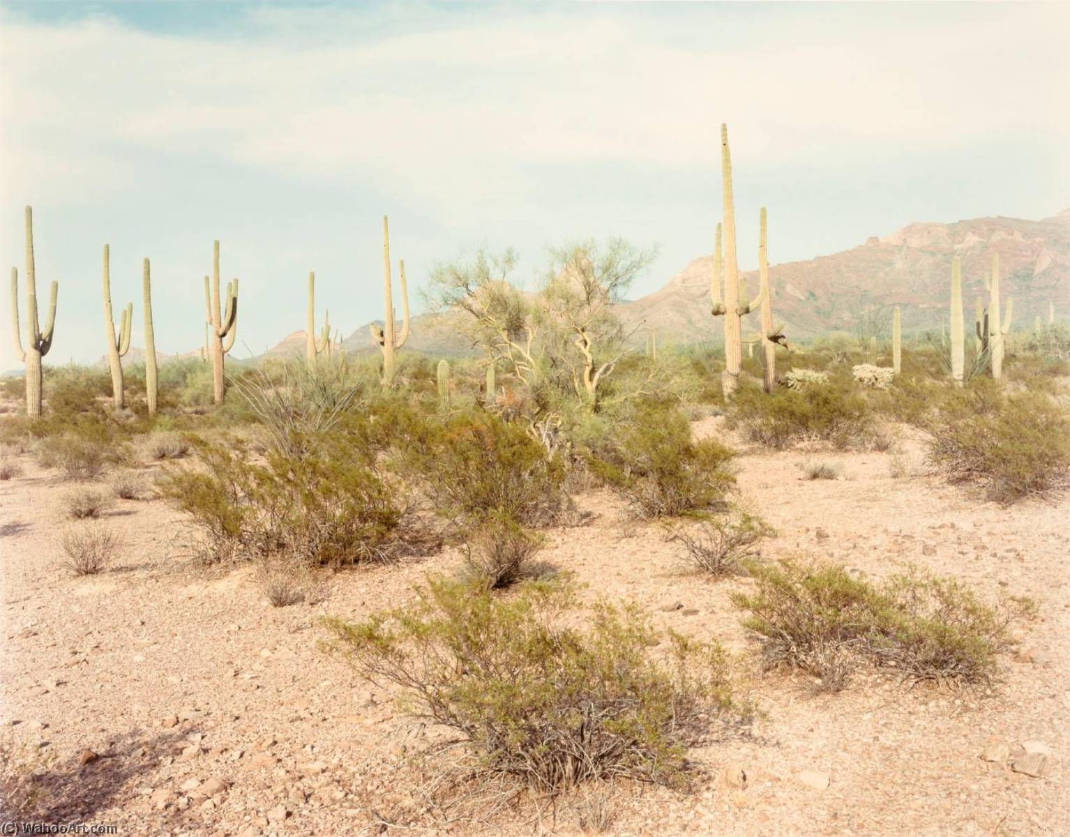 Saguaros, Organ Pipe Cactus N.m. Colorado, From The Portfolio Shadowless Places, Deserts Of The Southwest — Frank Di Perna