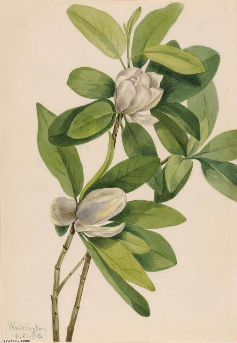 Swamp Magnolia (magnolia Virginiana) — Мери Вокс Волкотт