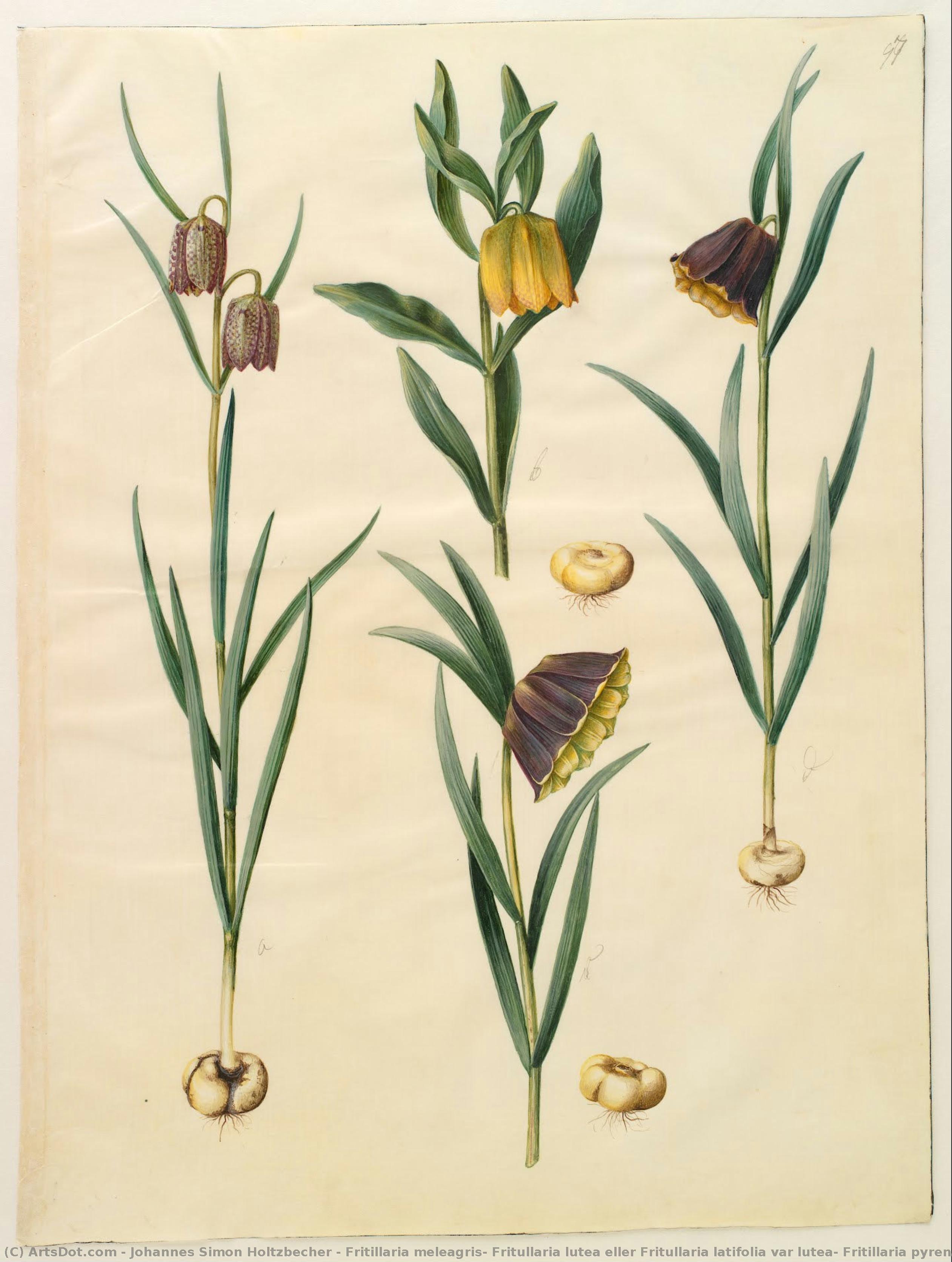 Fritillaria Meleagris; Fritullaria Lutea Eller Fritullaria Latifolia Var Lutea; Fritillaria Pyrenaica — Johannes Simon Holtzbecher