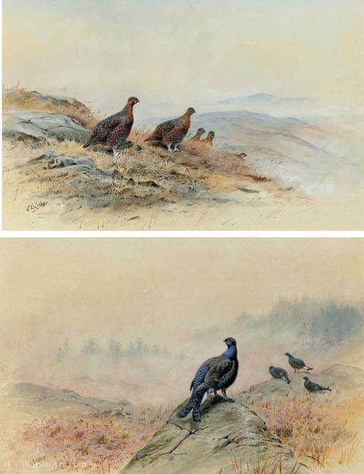 Red Grouse On A Rocky Hillside; And Blackcock On A Rocky Outcrop — George Edward Lodge