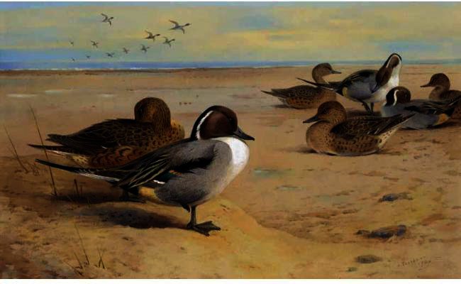 Pintail Ducks — Archibald Thorburn