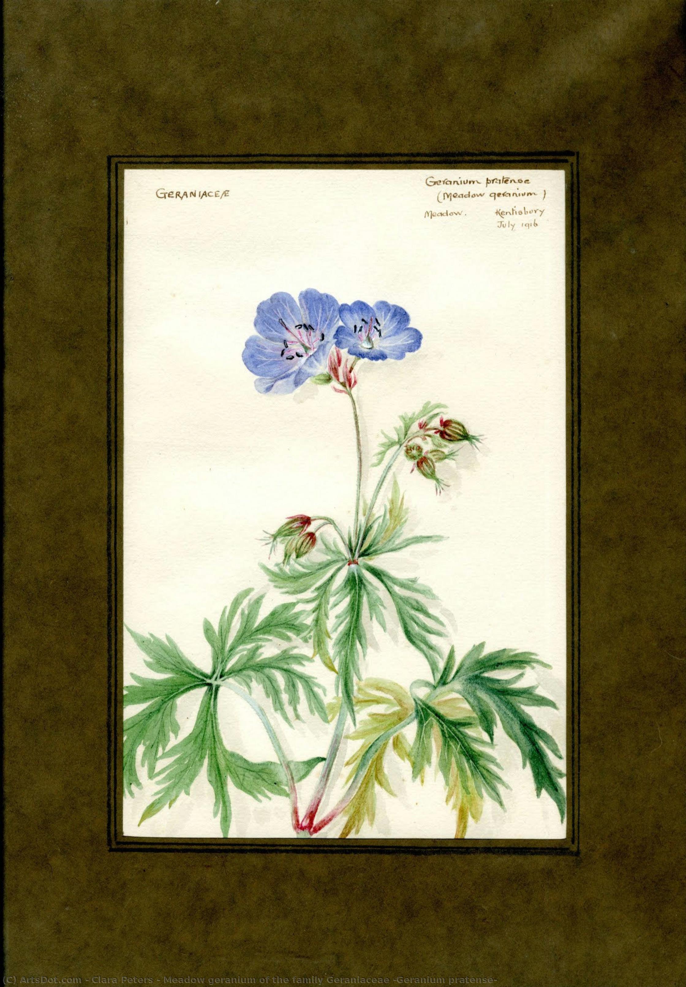 Meadow Geranium Of The Family Geraniaceae (geranium Pratense) — Clara Peeters