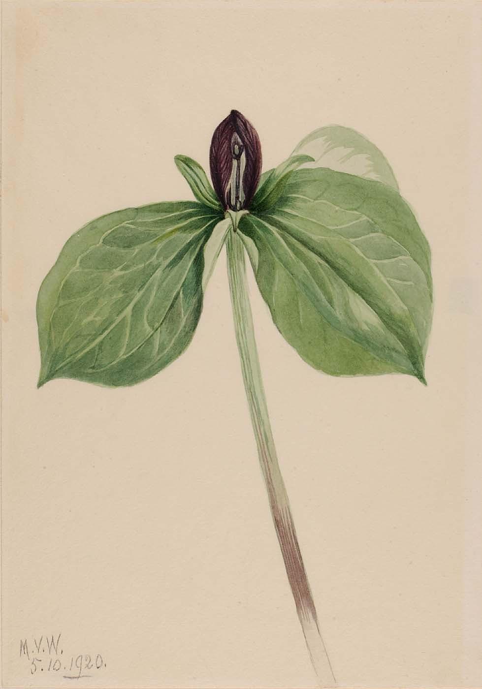 Wake Robin (trillium Sessile) — Mary Morris Vaux Walcott