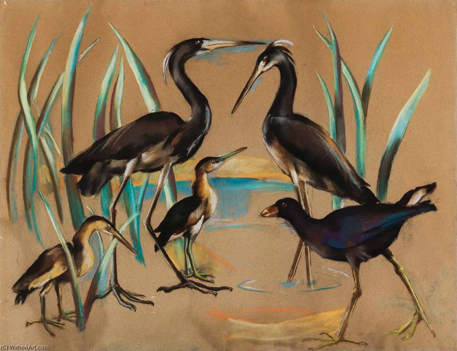 2 Least Bitterns 1 Purole Callumule 2 Louisiana Herons — Julia Eckel