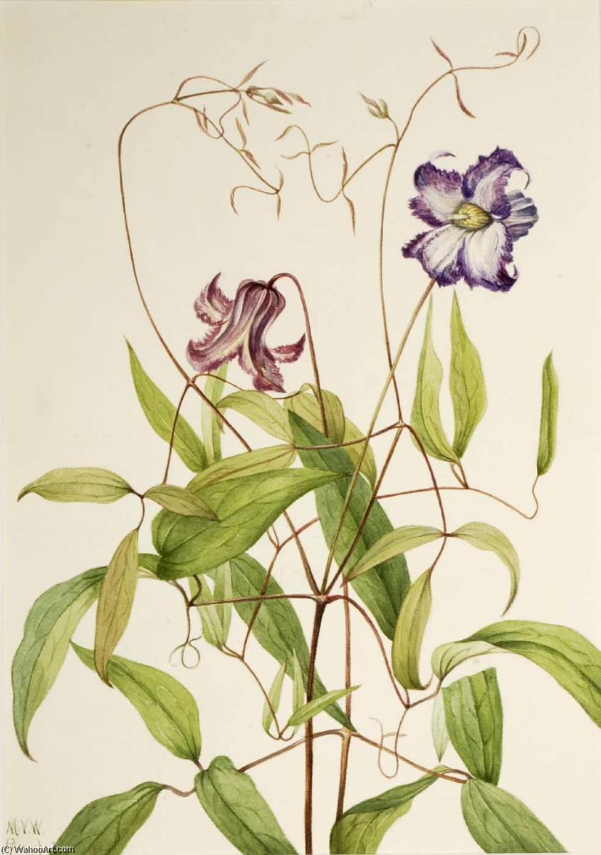 Curly Clematis (clematis Crispa) — Mary Vaux Walcott