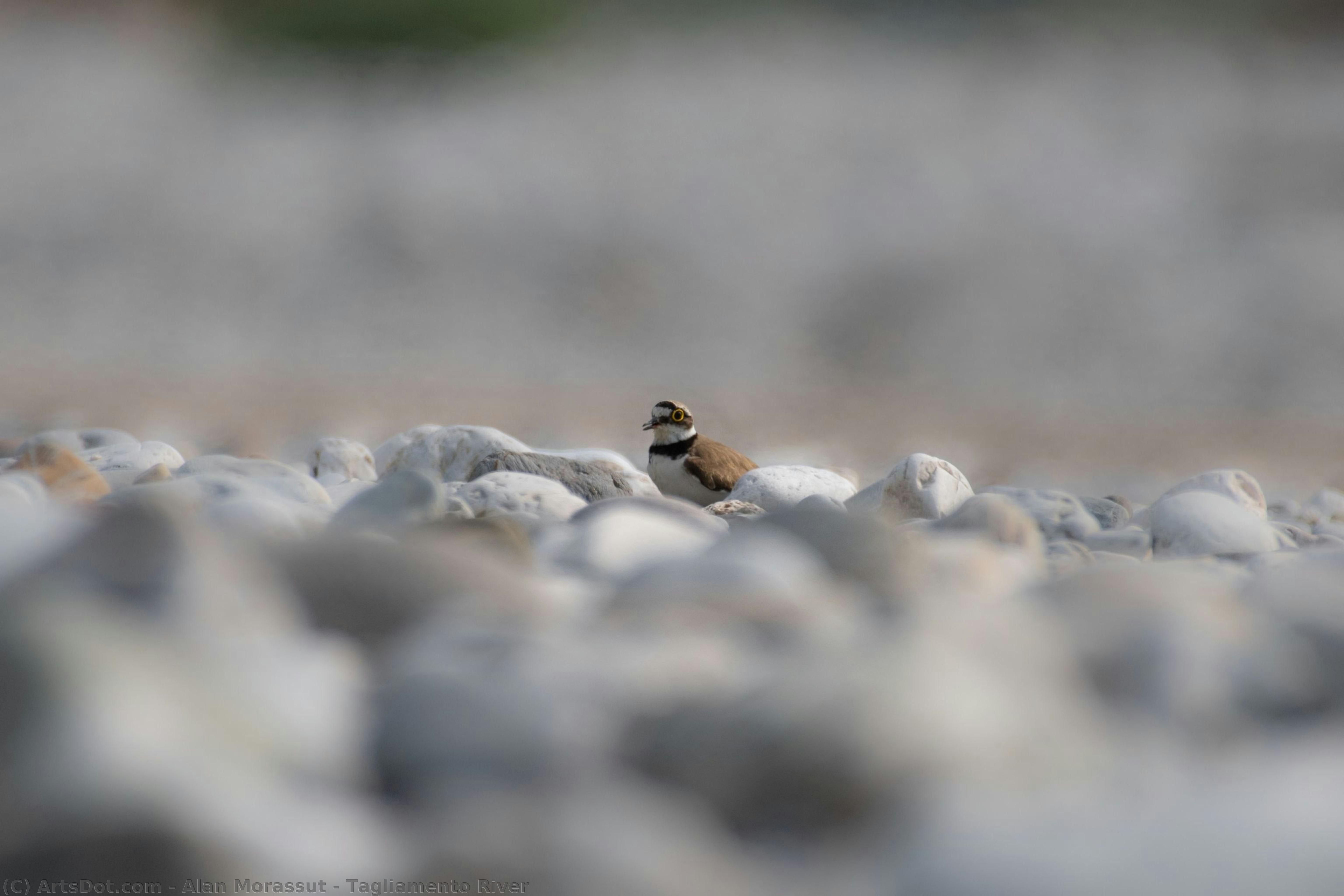 Tagliamento River — Alan Morassut