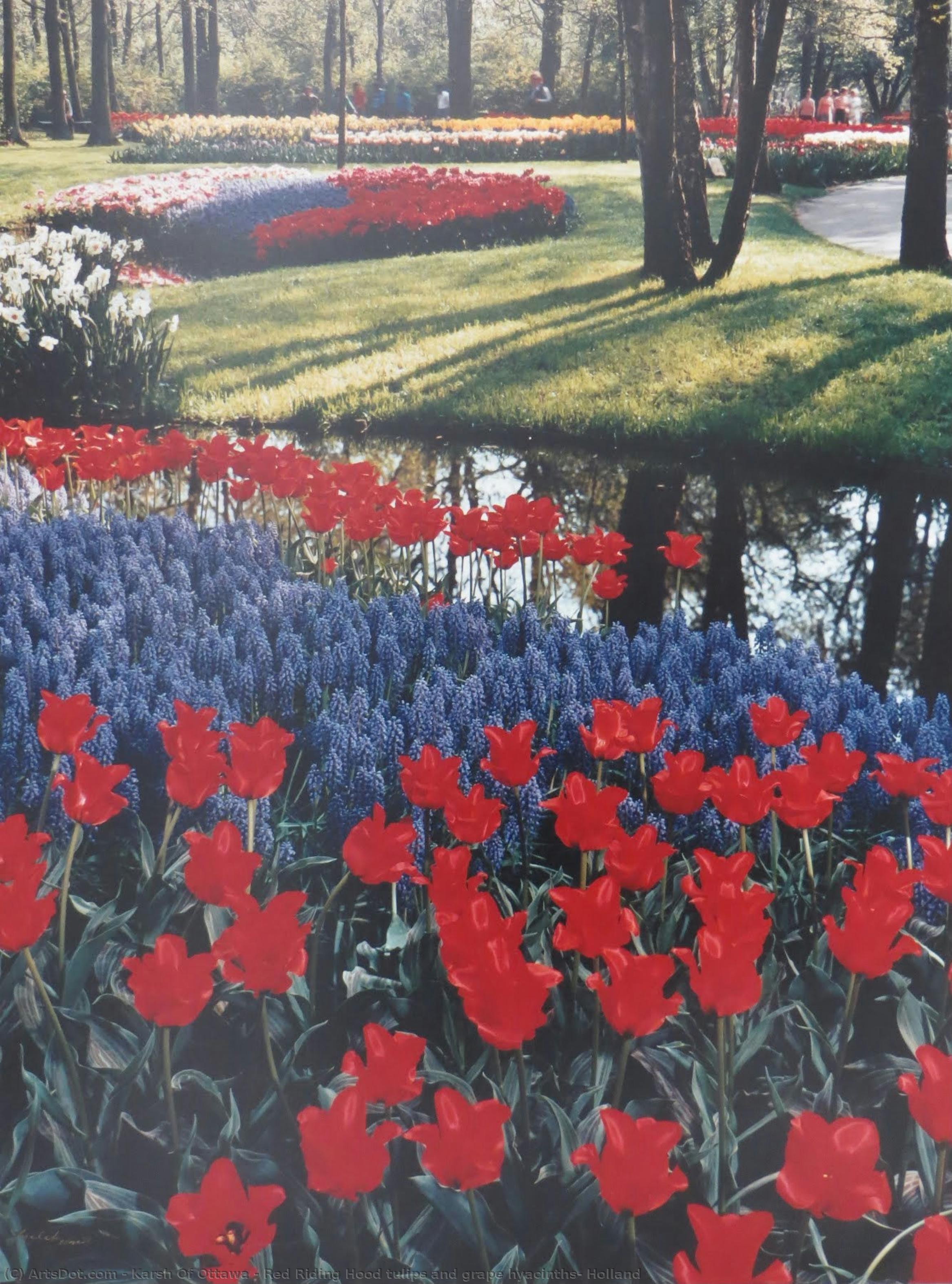 Red Riding Hood Tulips And Grape Hyacinths, Holland — Karsh Of Ottawa