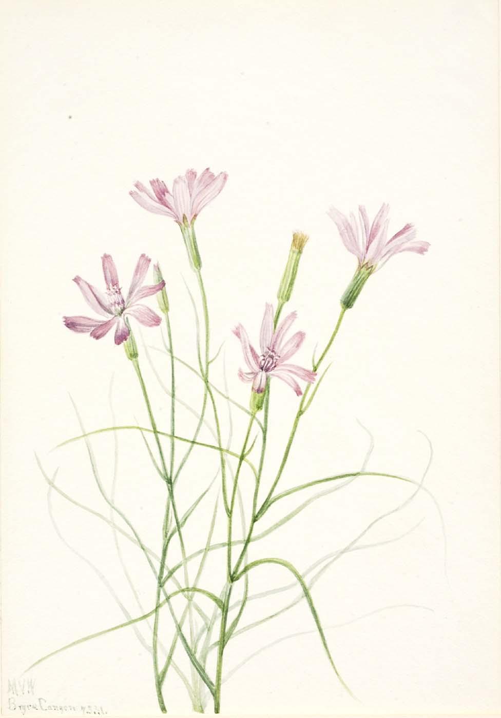 Skeleton Weed (lygodesmia Grandiflora) — Mary Vaux Walcott