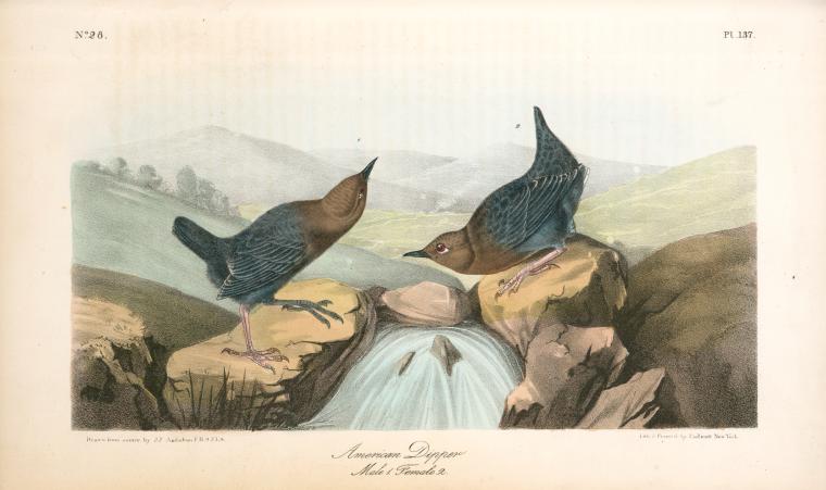 American Dipper. 1. Male. 2. Female. — John James Audubon