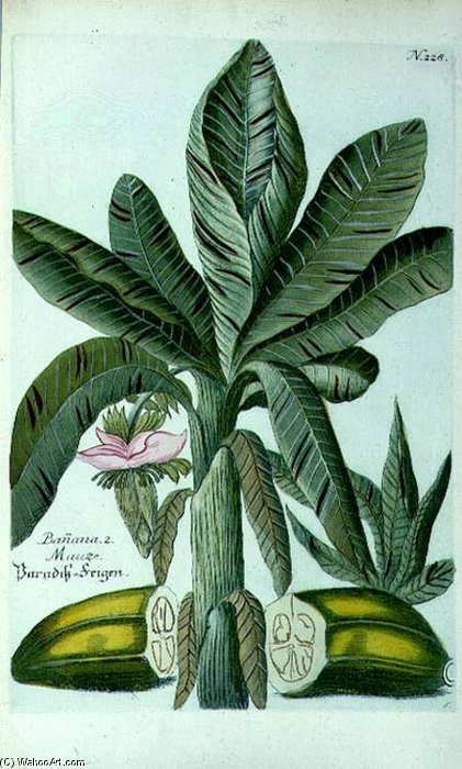Banana, From J. Weinmann's Phytanthoza Iconographia — Georg Dionysius Ehret