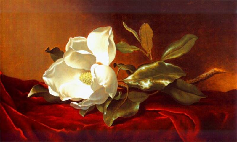 A Magnolia On Red Velvet — Martin Johnson Heade