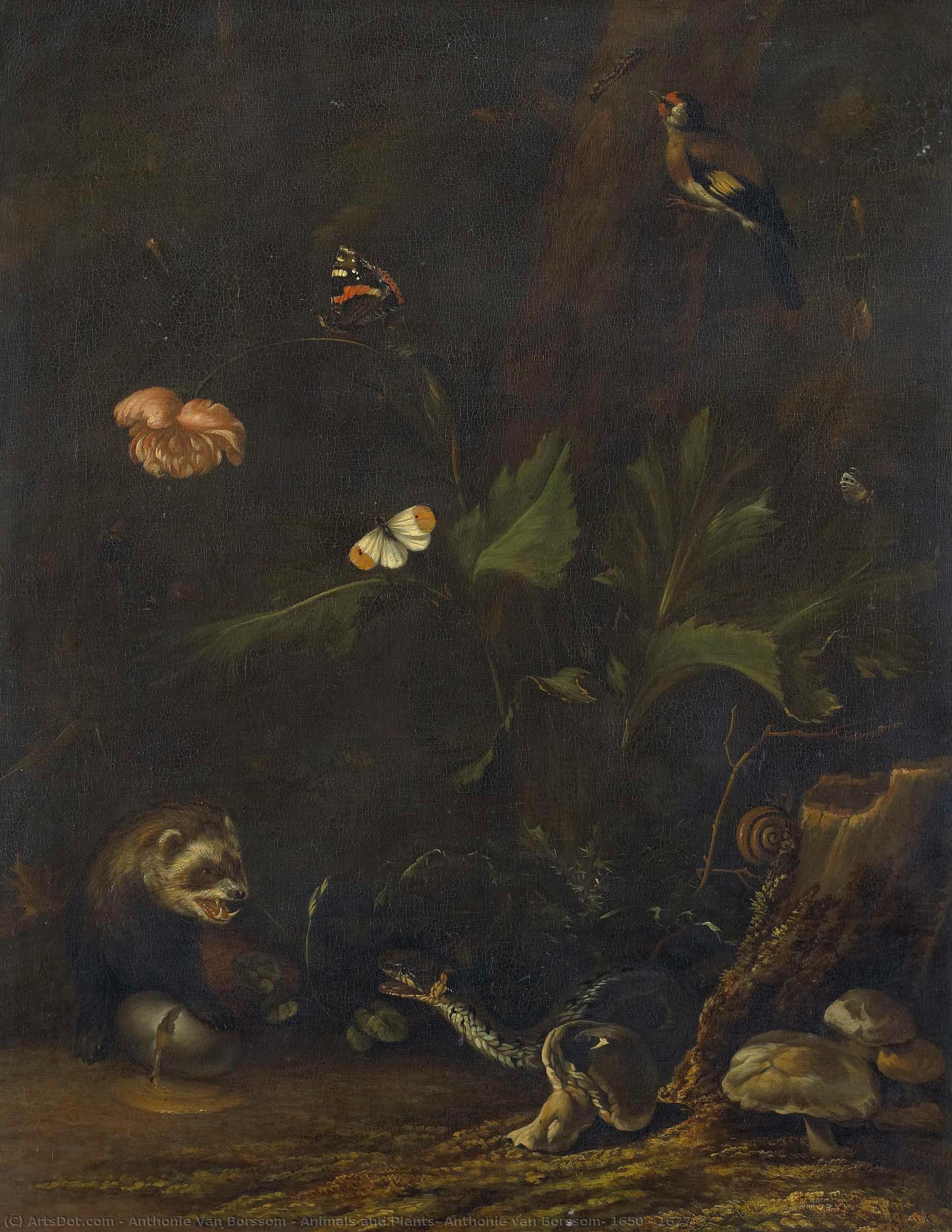 Animals And Plants, Anthonie Van Borssom, 1650 - 1677 — Anthonie Van Borssom