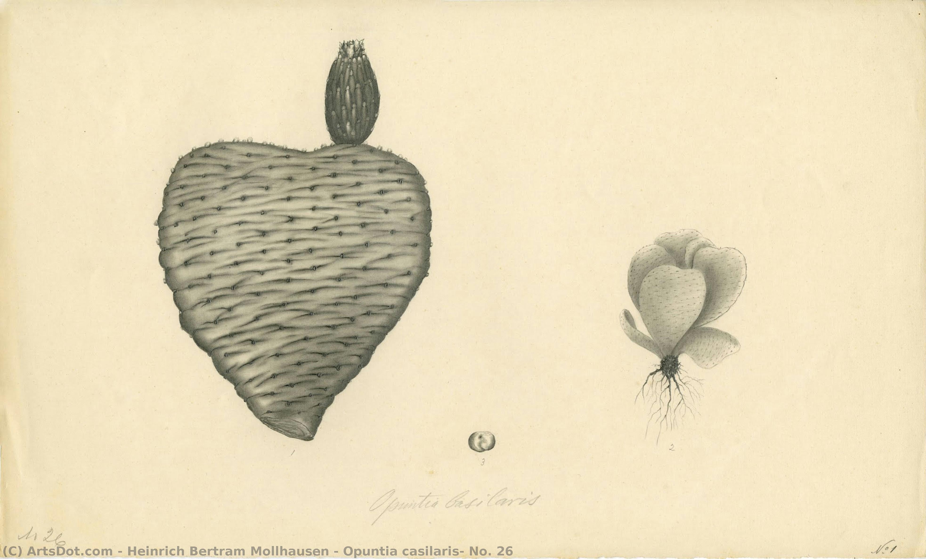 Opuntia Casilaris, No. 26 — Heinrich Bertram Mollhausen