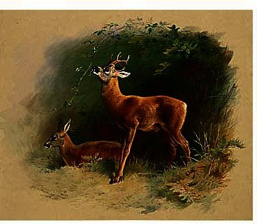 Roe Deer — アーチボルド・ソーバーン