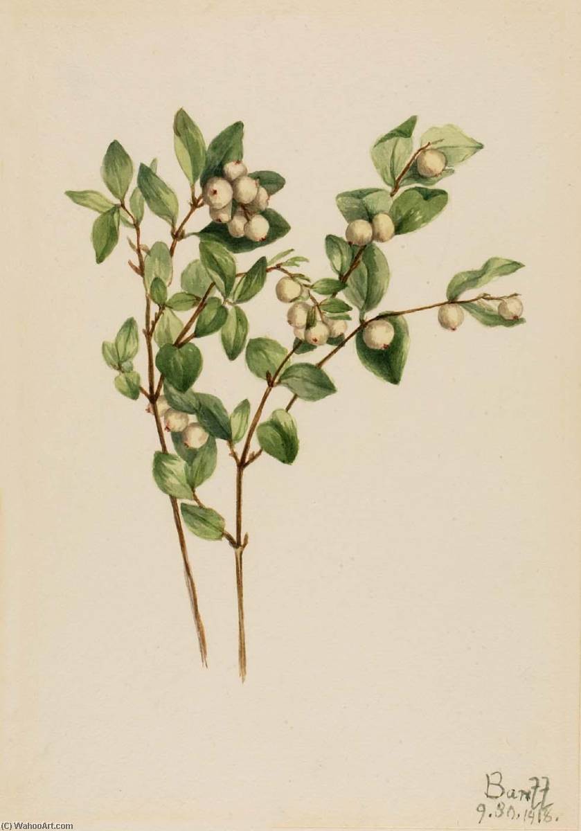 Snowberry (symphoricarpos Albus) — Mary Vaux Walcott
