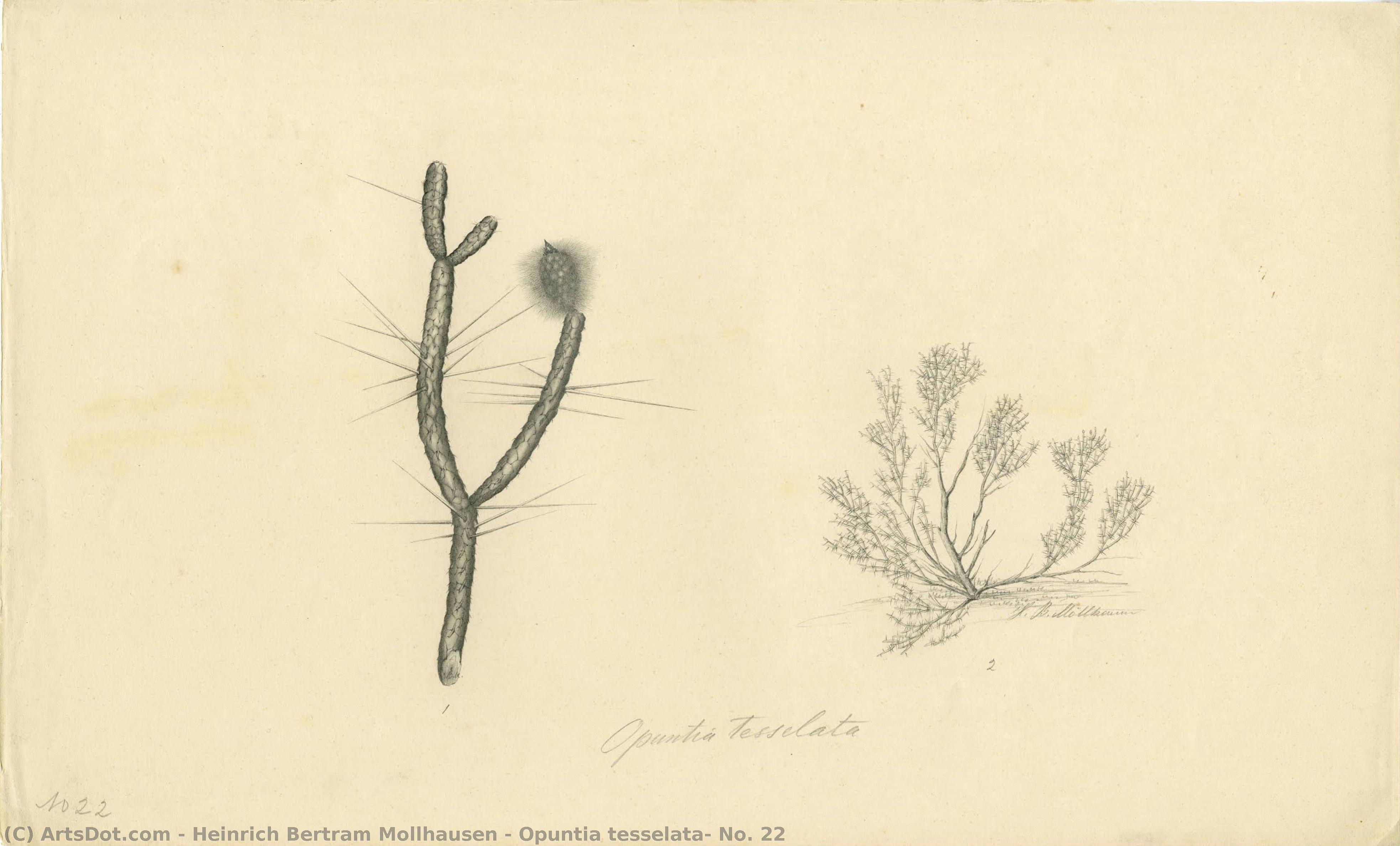 Opuntia Tesselata, No. 22 — Heinrich Bertram Mollhausen