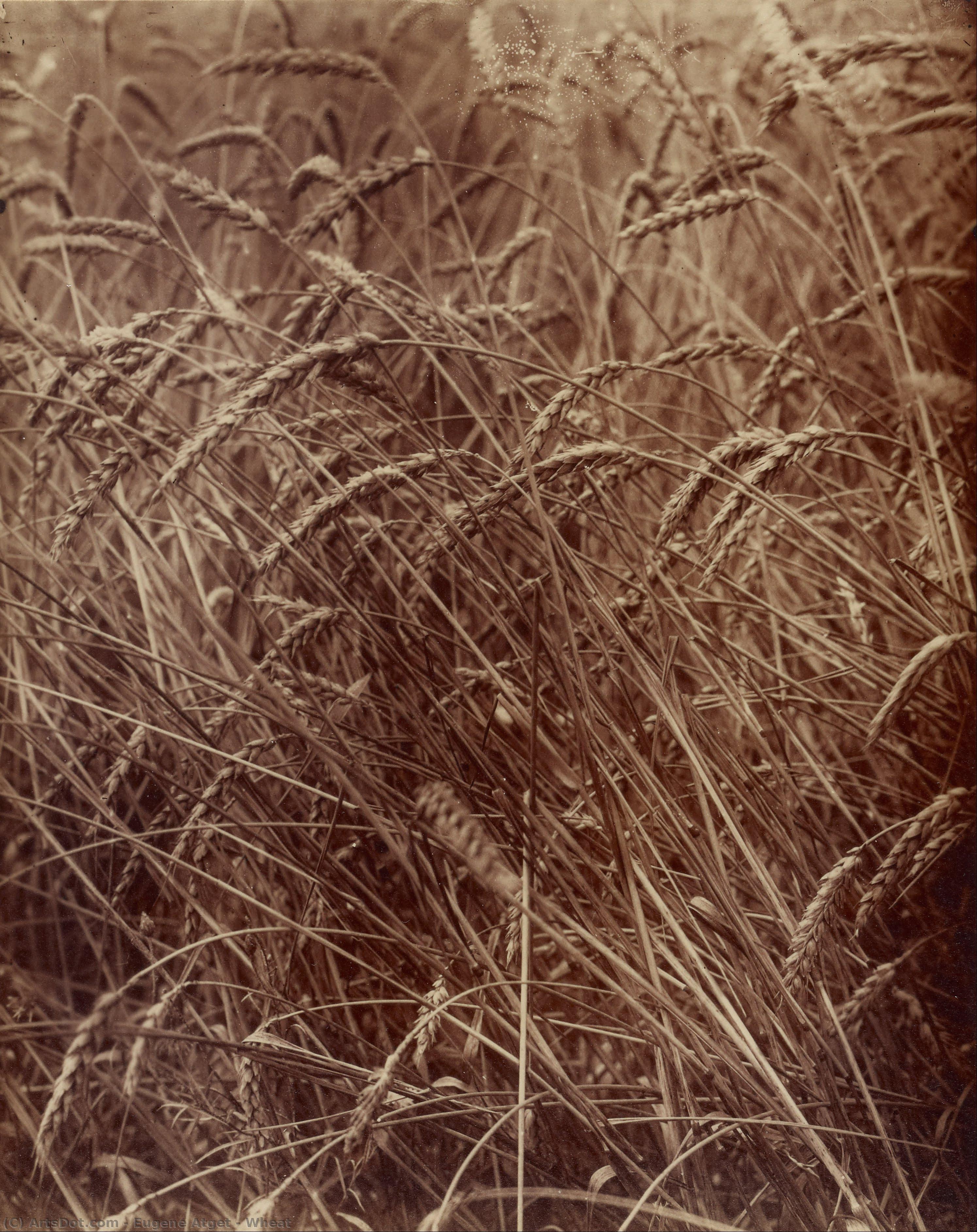 Wheat — Eugène Atget