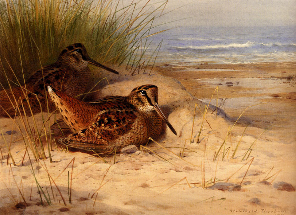 Woodcock Nesting On A Beach — Archibald Thorburn