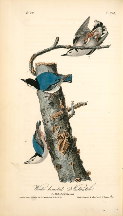 White-breasted Nuthatch. 1. Male. 2. ^ 3. Female — John James Audubon