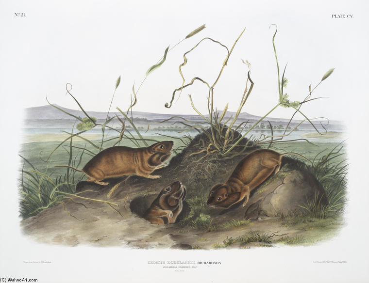 Geomys Douglassii, Columbia Pouched Rat. Natural Size — John James Audubon