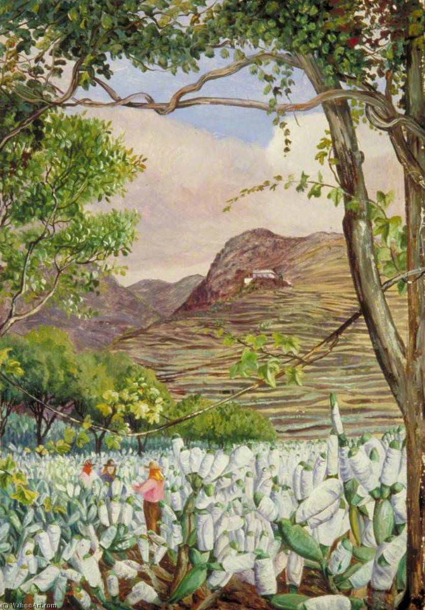 Blick In Die Cochinilla-gärten Von Santa Cruz, Teneriffa — Marianne North