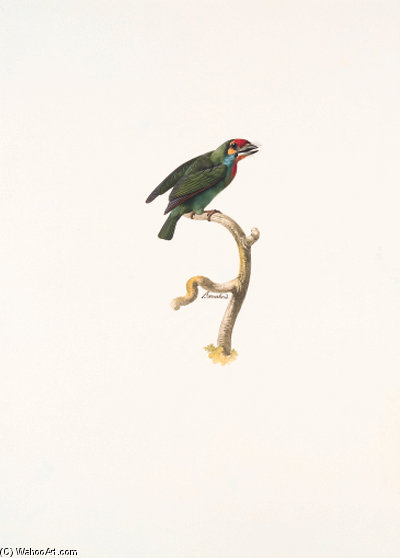 Megalaima Chrysopogon — Жак Баррабан