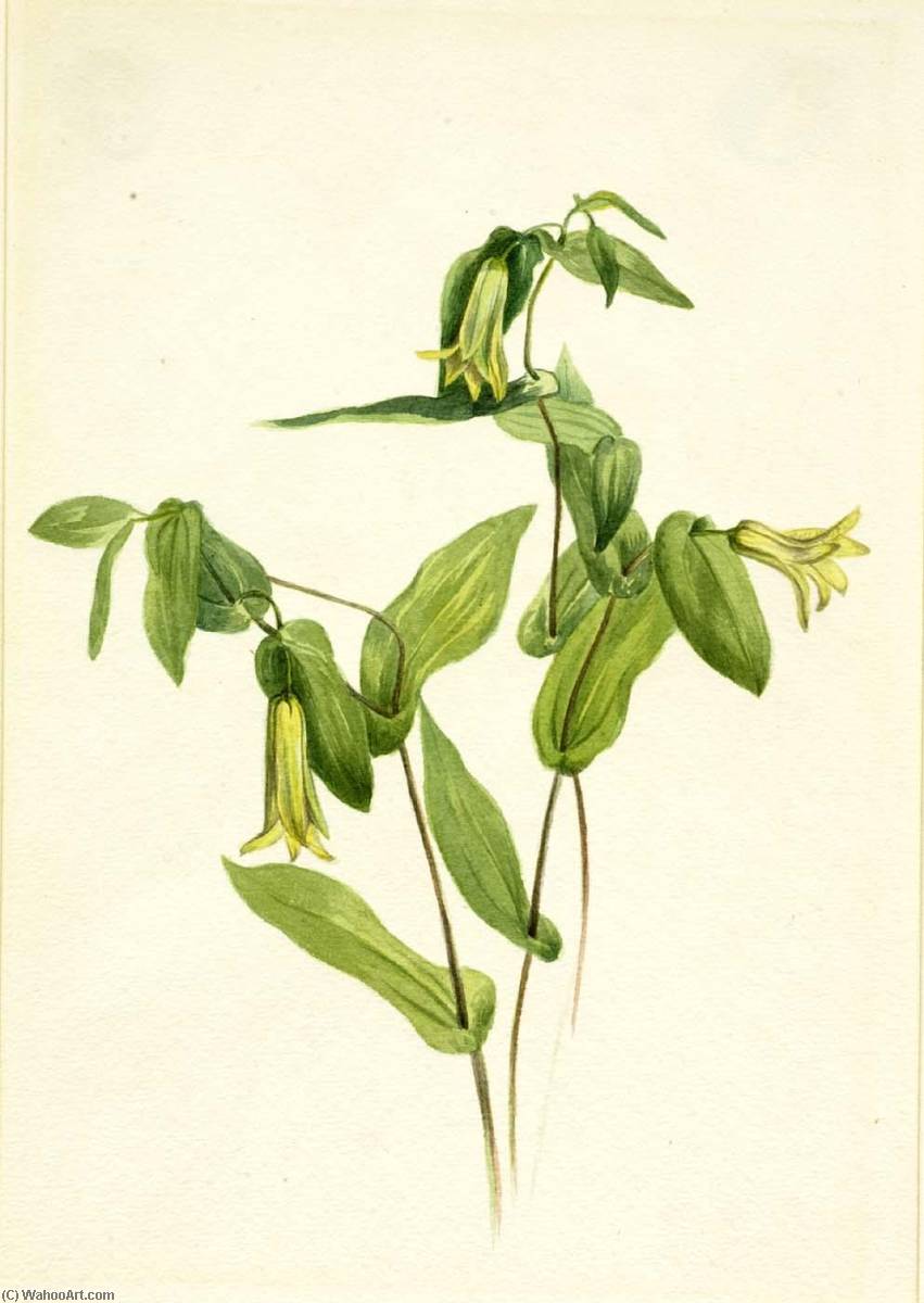 Wood Merrybells (uvularia Perfoliata) — Mary Vaux Walcott