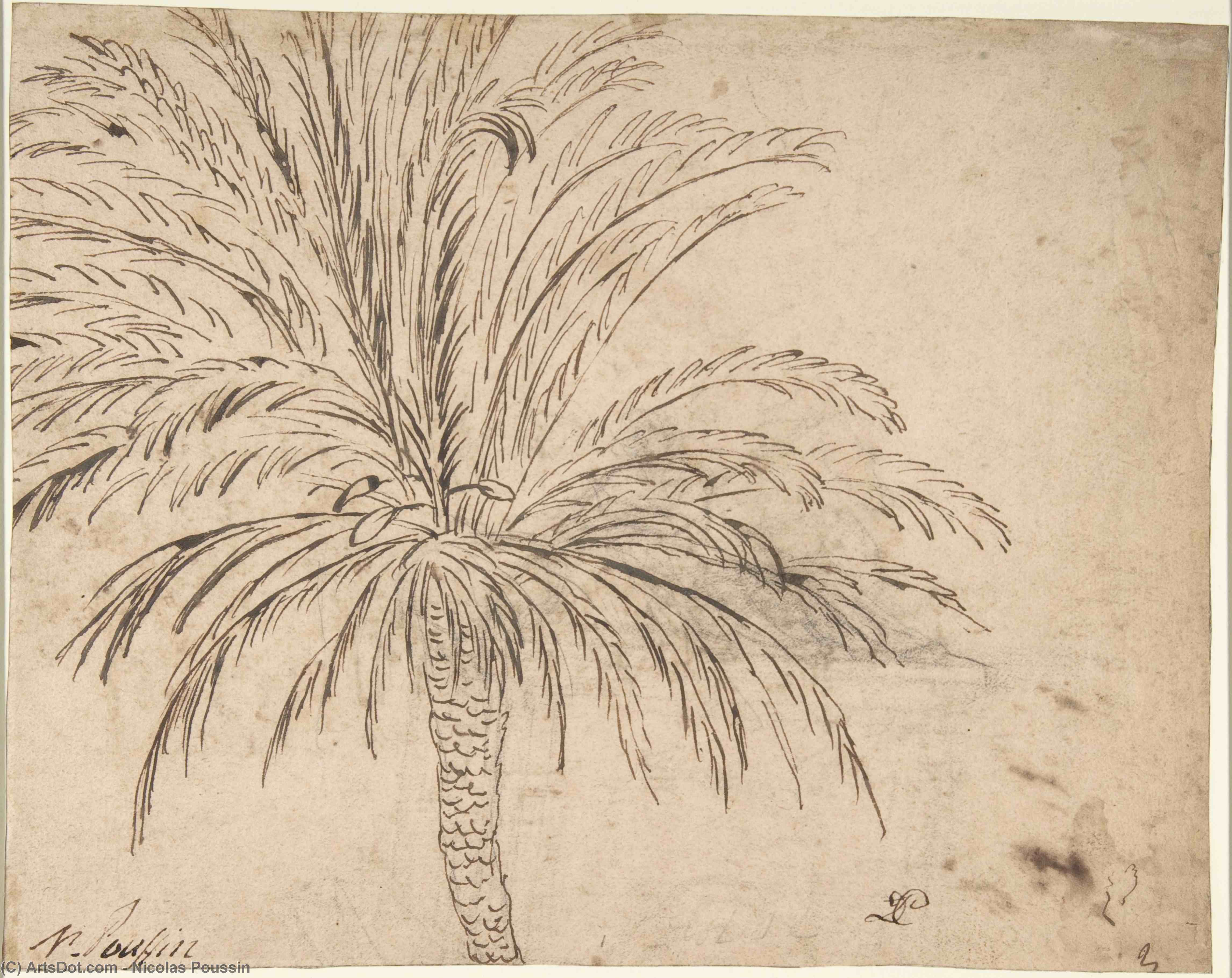 Study Of A Palm Tree — ニコラ・プーサン