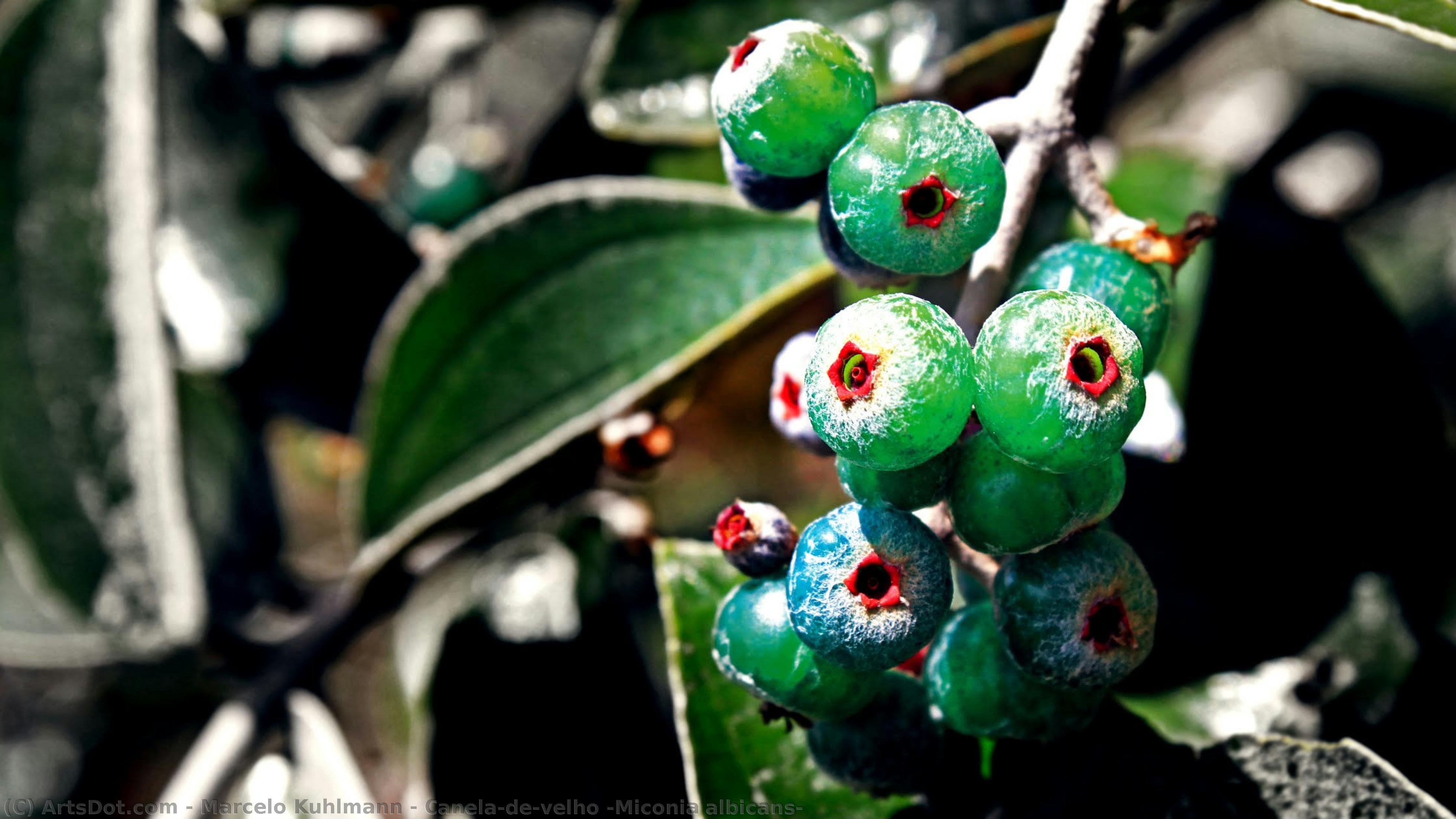 Canela-de-velho (miconia Albicans) — Marcelo Kuhlmann