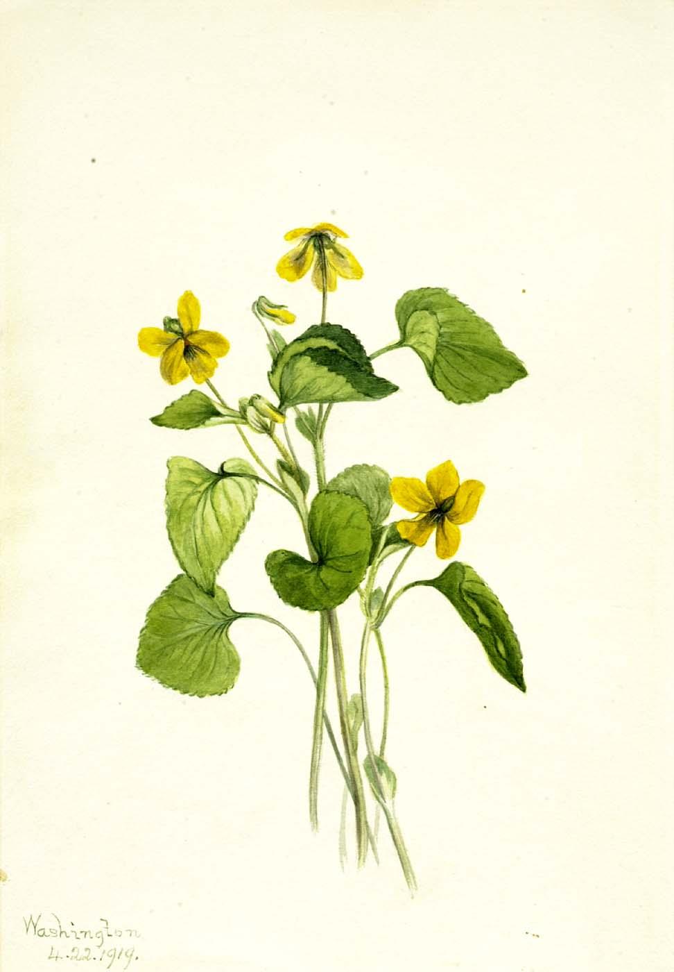 Smooth Yellow Violet (viola Eriocarpa) — Mary Vaux Walcott