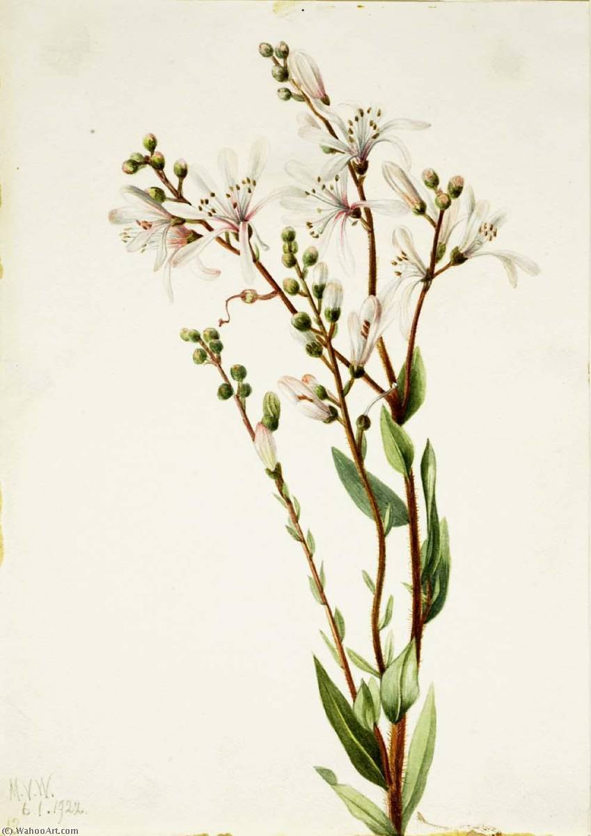 Tarflower (befaria Racemosa) — Mary Vaux Walcott