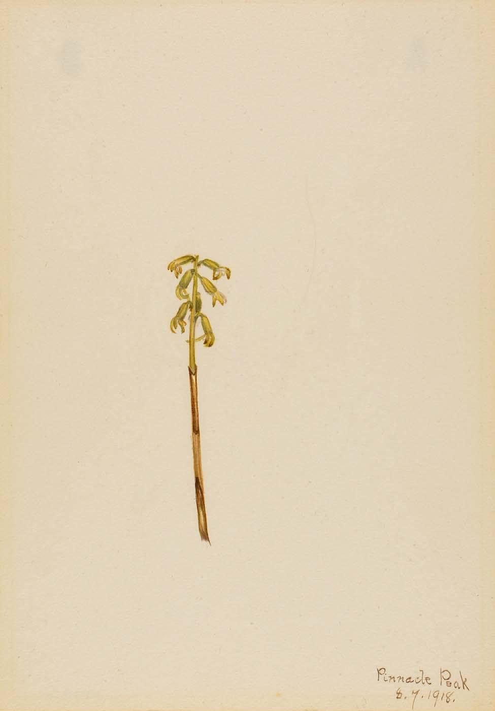 Corathorhiza Corallorhiza — Mary Vaux Walcott