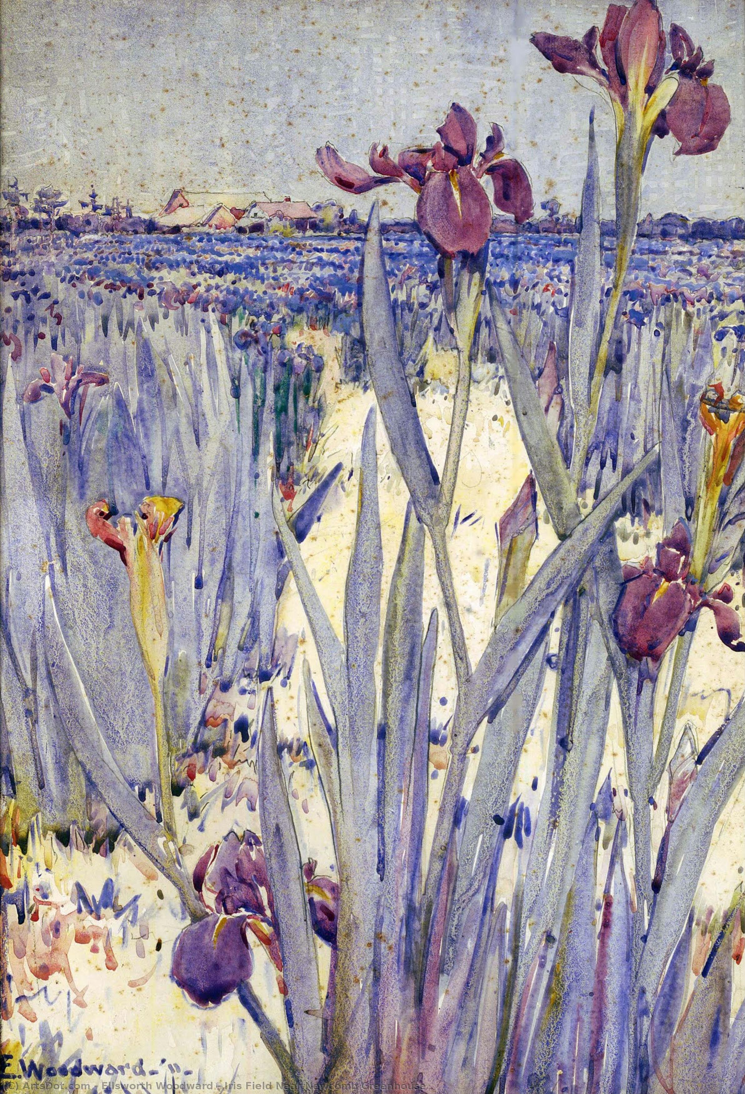 Iris Field Near Newcomb Greenhouse — Ellsworth Woodward