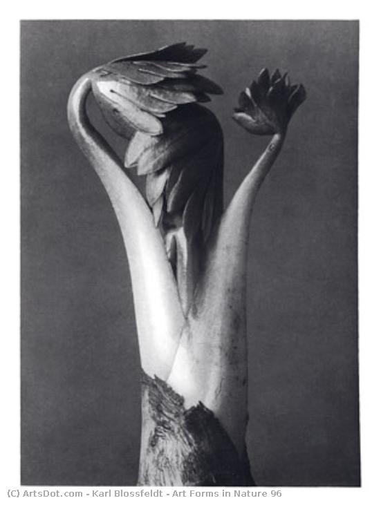 Art Forms In Nature 96 — Karl Blossfeldt
