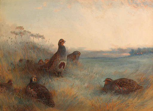 Partridges 'chill Hoar Frost At Dawn' — Archibald Thorburn