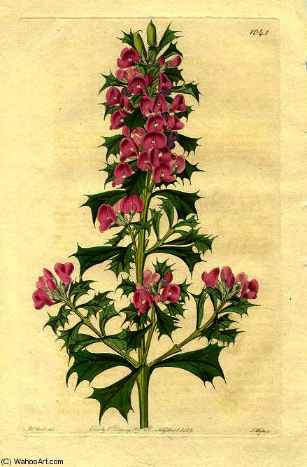 Mirbelia Dilatata — Sydenham Teast Edwards