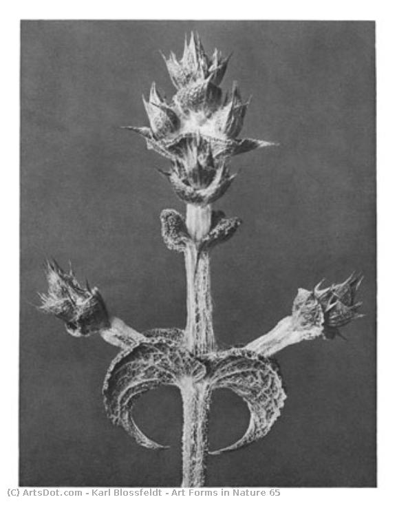 Art Forms In Nature 65 — Карл Блоссфельдт