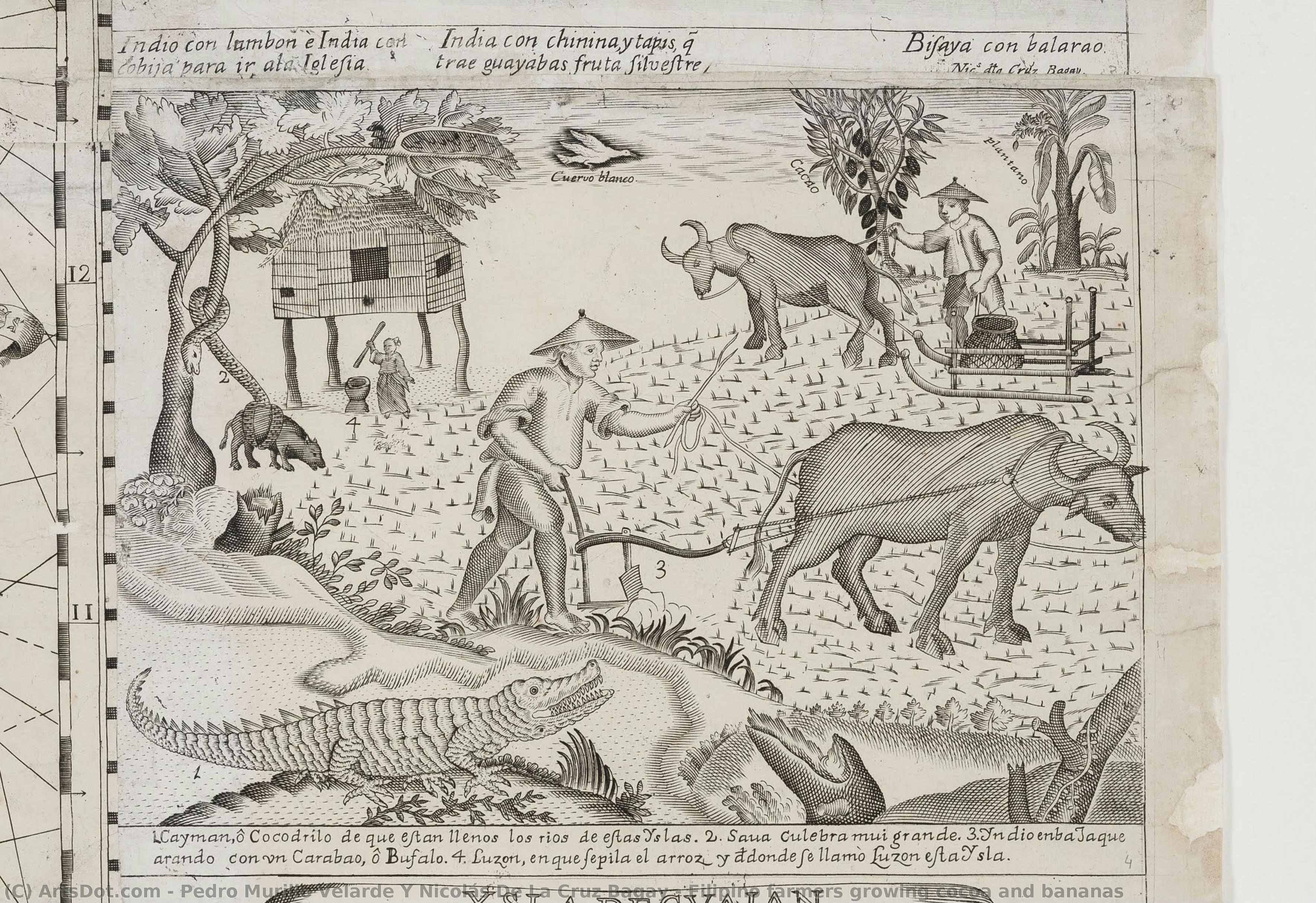 Filipino Farmers Growing Cocoa And Bananas — Pedro Murillo Velarde Y Nicolás De La Cruz Bagay