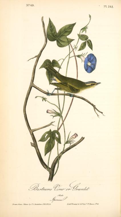 Bartram's Vireo, Or Greenlet. Male. (ipomea) — John James Audubon