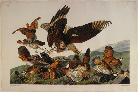 Virginian Partridge — Роберт Хавелл