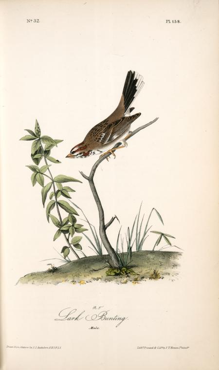 Lark Bunting. Male — John James Audubon
