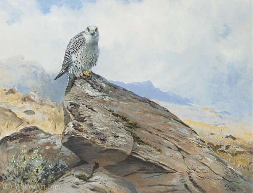 Gyr Falcon On A Rocky Outcrop — George Edward Lodge
