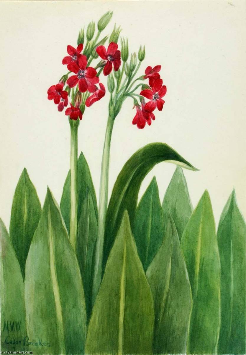 Primrose (primula Parryi) — Mary Vaux Walcott