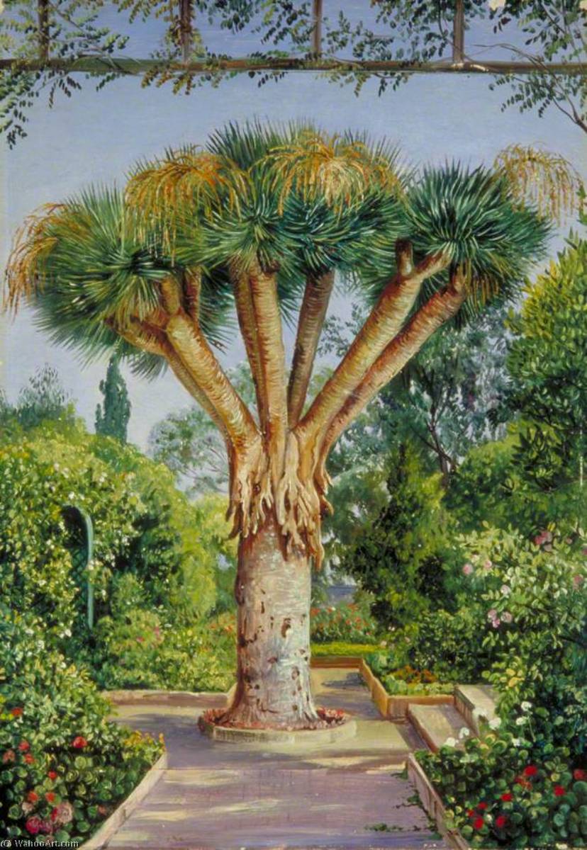 Drachenbaum In Einem Garten In Santa Cruz, Teneriffa — Marianne North