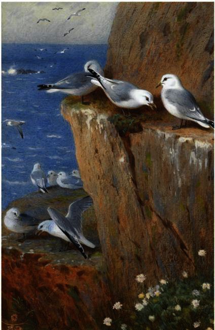 Seagulls — Archibald Thorburn
