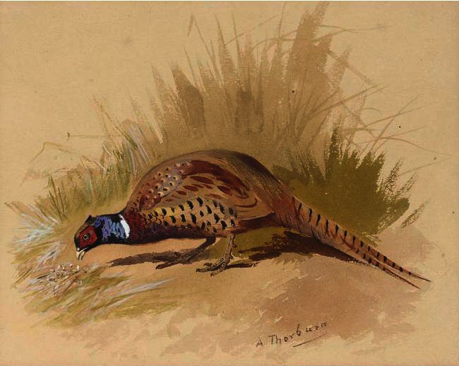 Chinese Ring Necked Pheasant — Archibald Thorburn