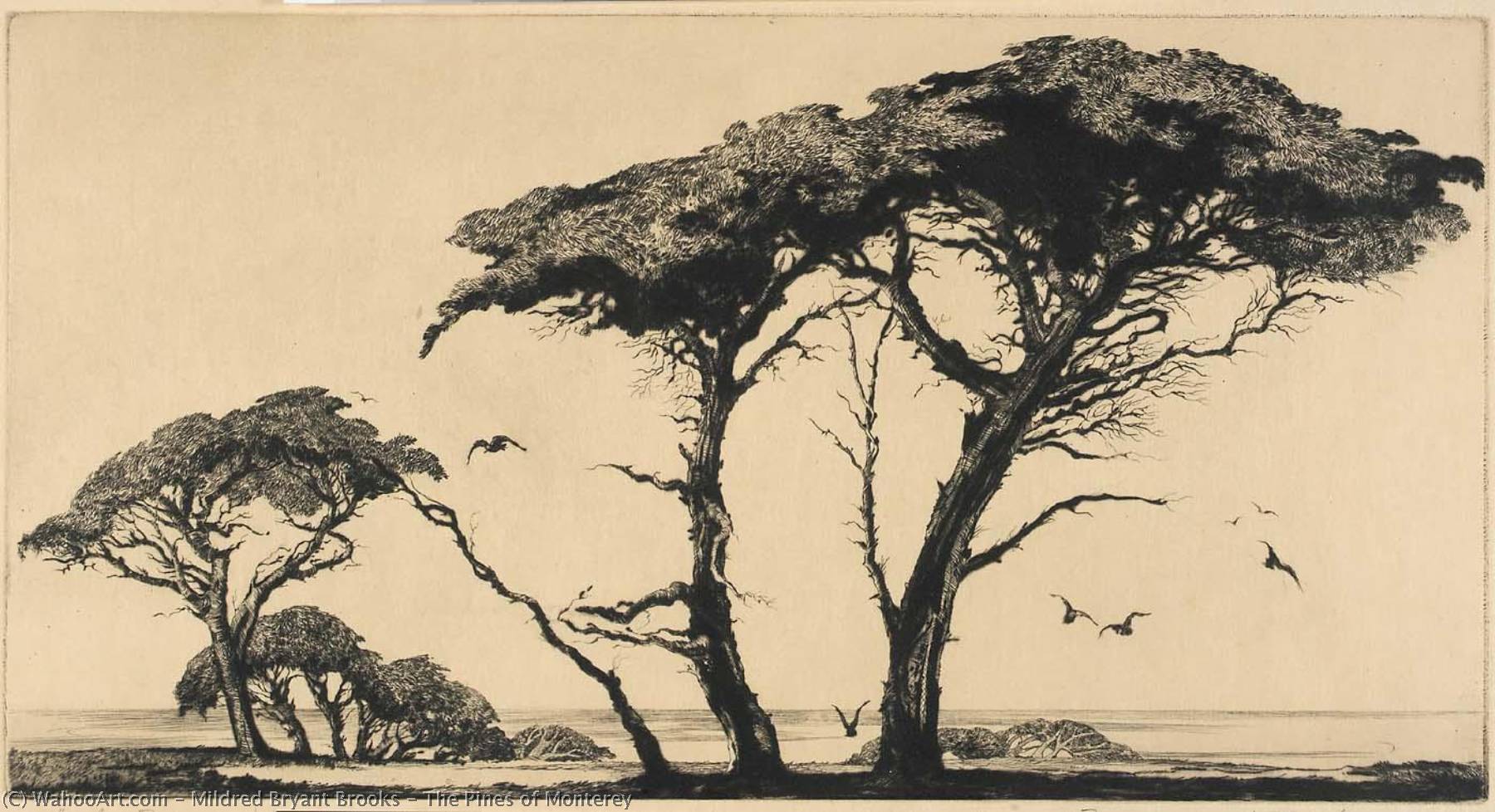 The Pines Of Monterey — Mildred Bryant Brooks