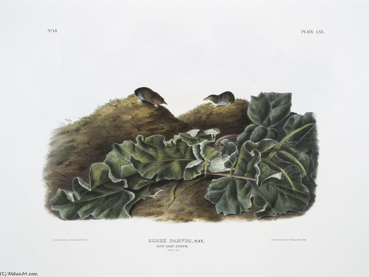 Orex Parvus, Say's Least Shrew. Natural Size — John James Audubon