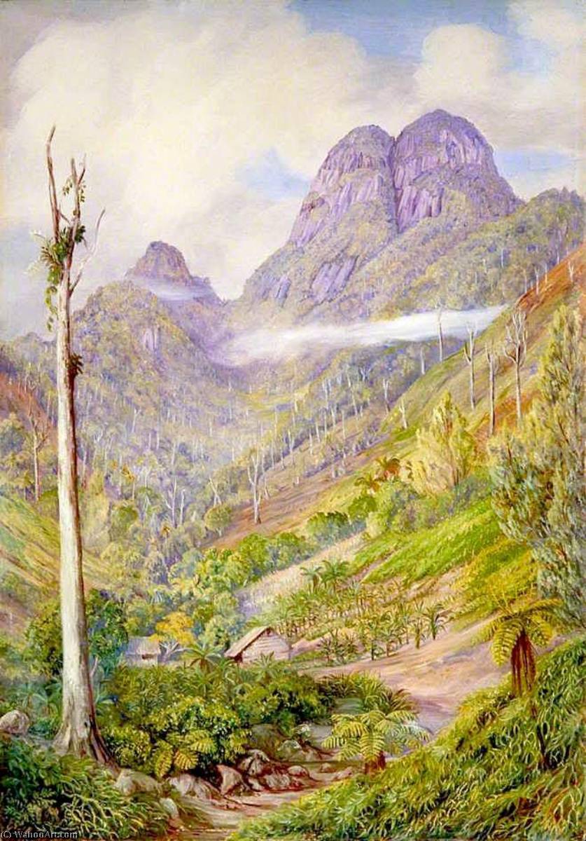 The Highest Point In Mahé With Dead Capucin Trees In The Valley — Marianne North
